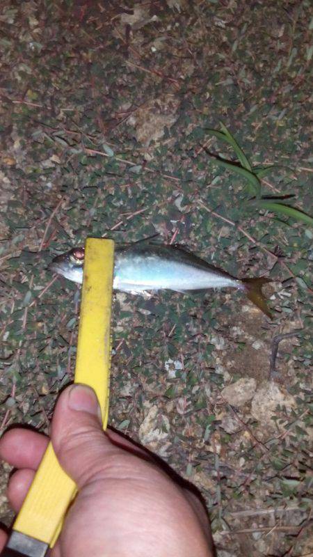 ハゼングからのアジング